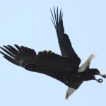 Bald Eagle in Flight