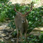 Whitetail Buck