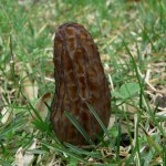 Wild Morel Mushroom